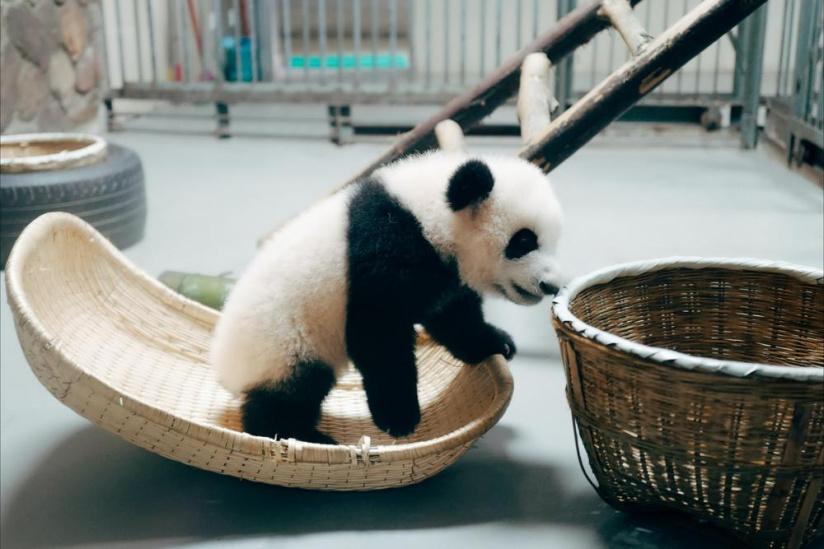 Bebe panda du zoo de beauval